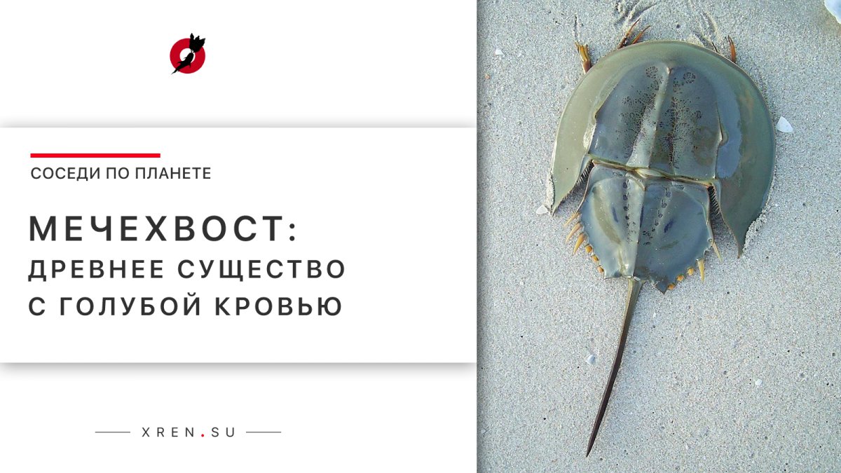 Синий Североатлантический Омар