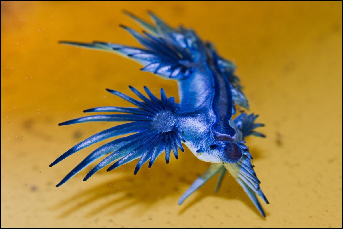 Ябби разрушитель