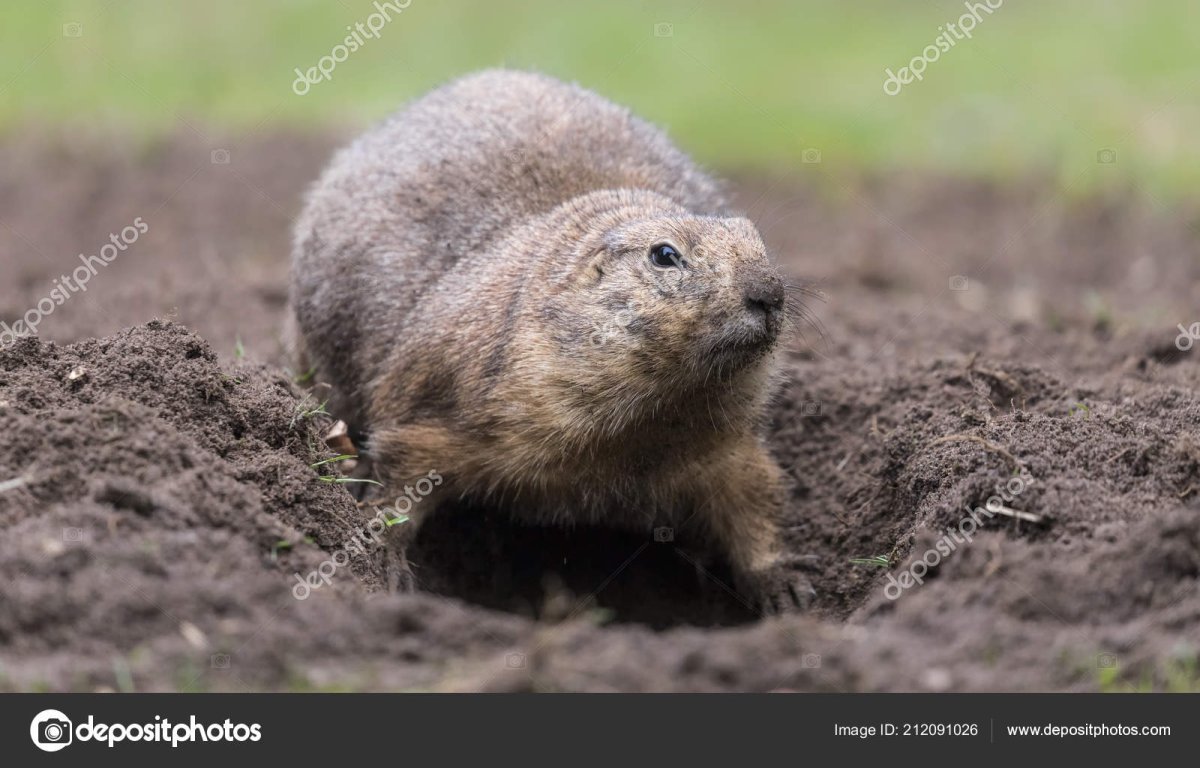 Земляная собачка Норы