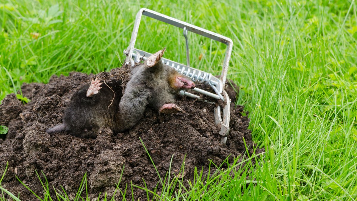 Земляная крыса в огороде