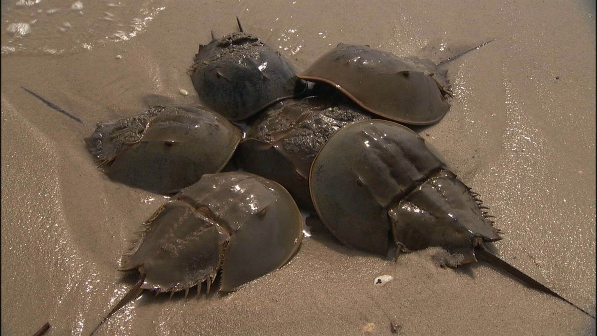 Императорский Скорпион