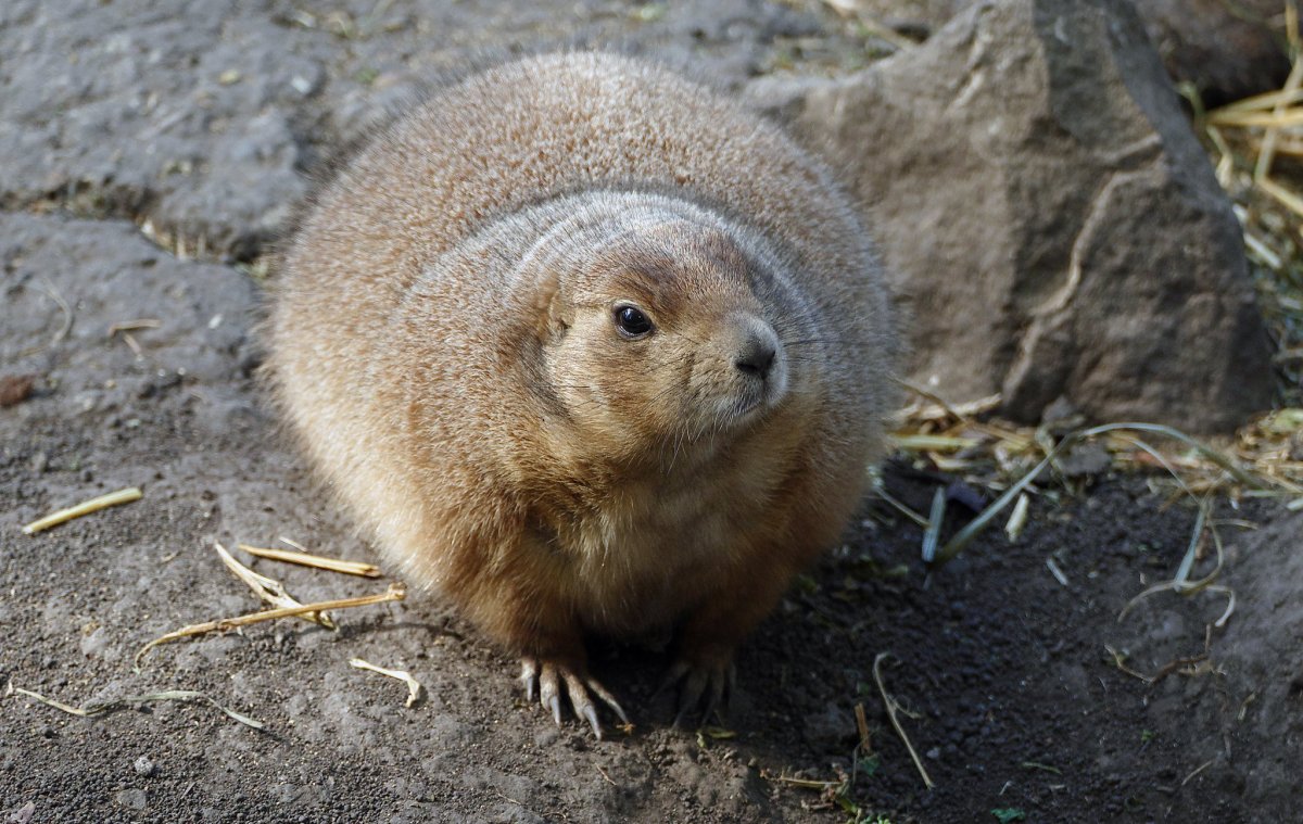 Турецкая Земляная собачка