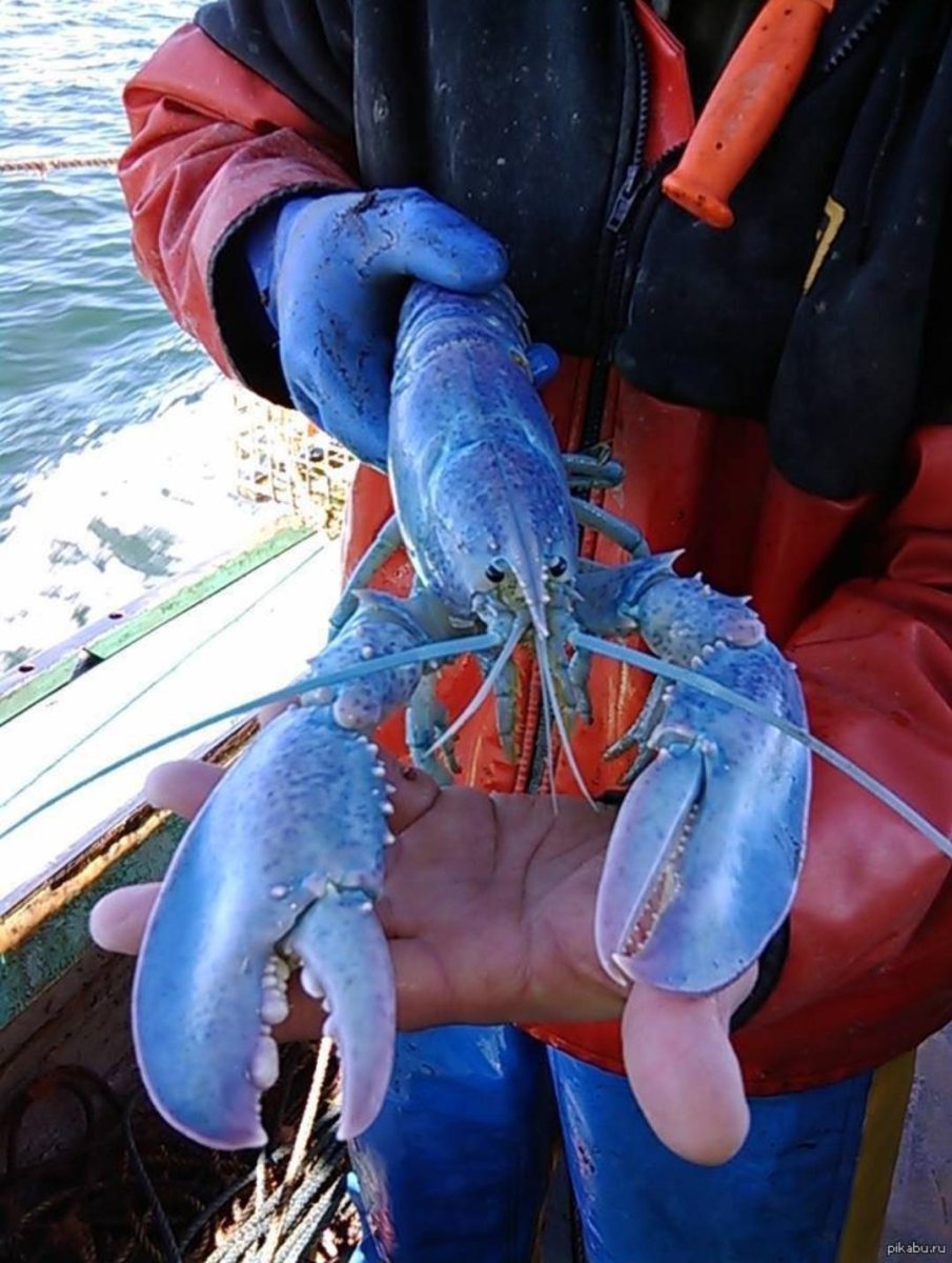 Краб мечехвост голубая кровь