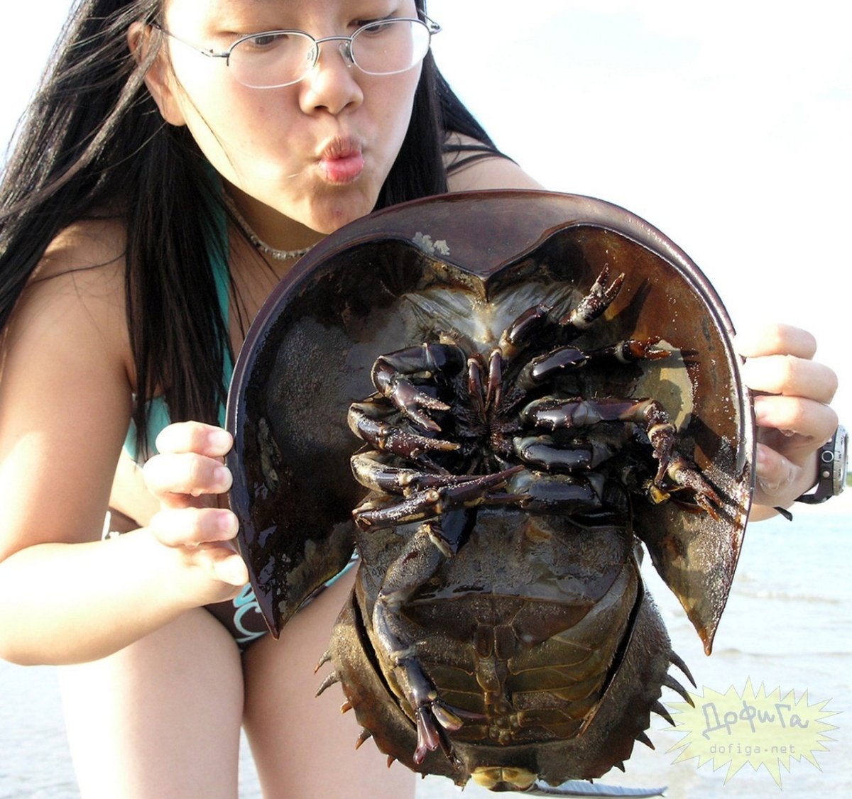 Брюхоногие моллюск СЛИЗНЯК