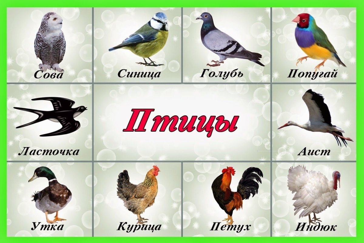 Птицы для дошкольников