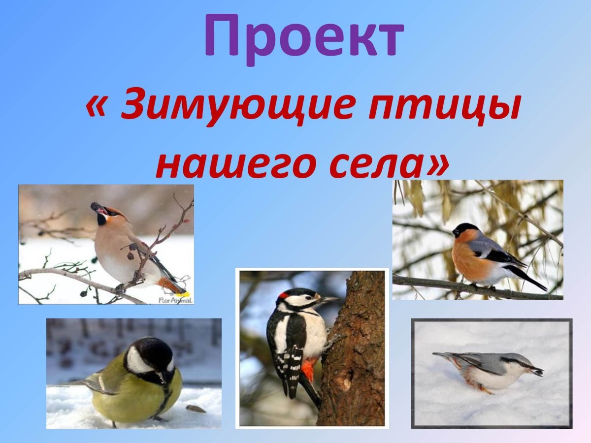 Проект зимующие птицы