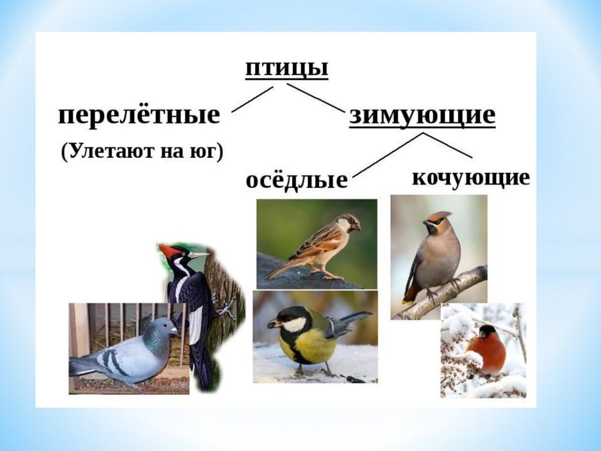 Оседлые Кочующие и перелетные птицы
