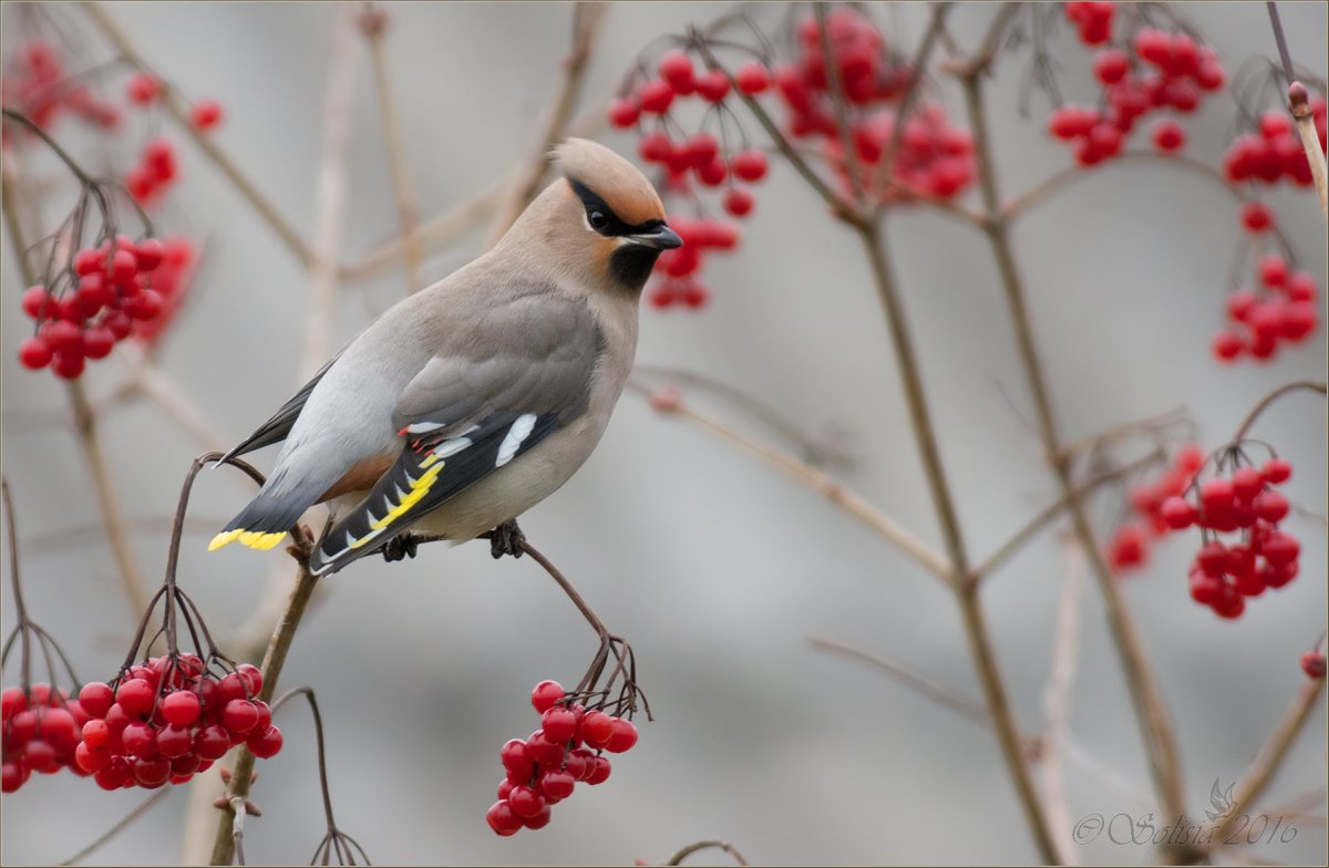 Курганский свиристель