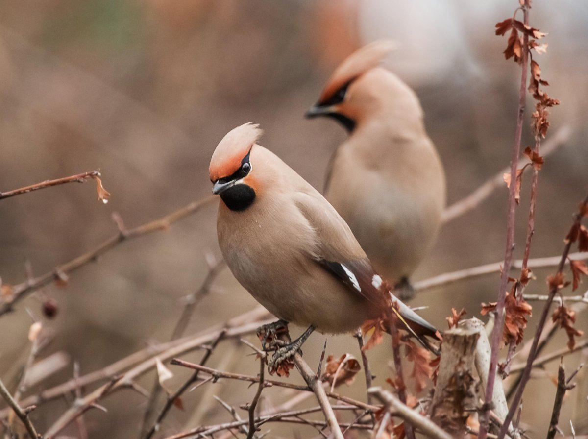 Свиристель самка и самец