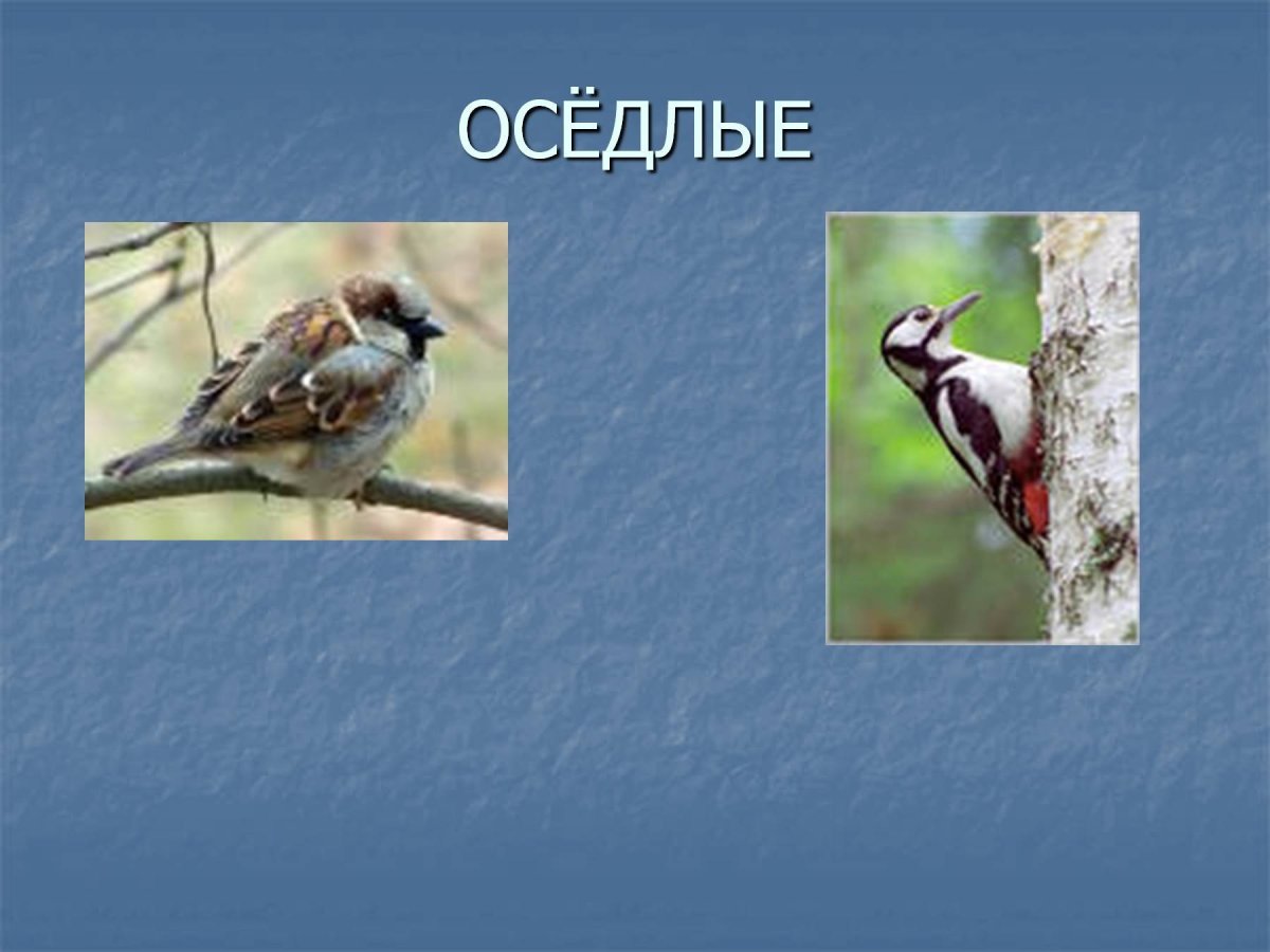Оседлые птицы 1 класс окружающий мир