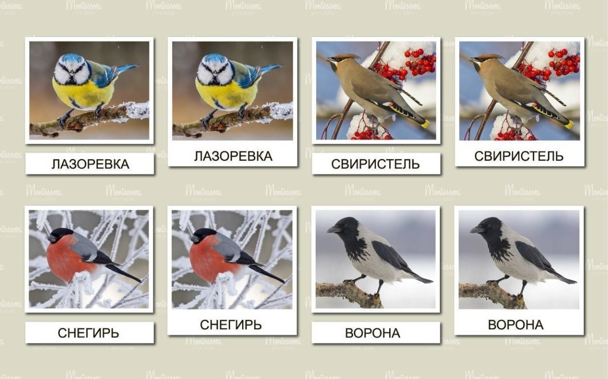 Грач скворец Ласточка