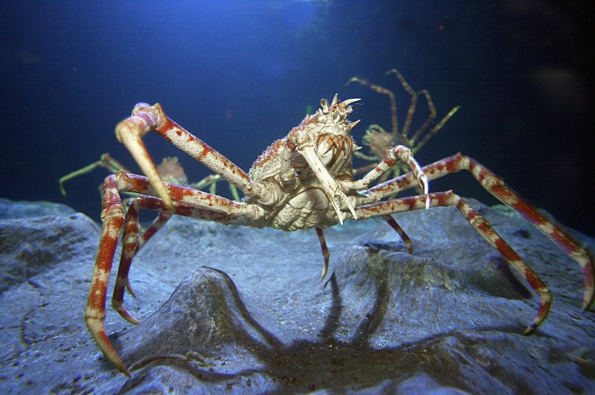 Морской паук Майя