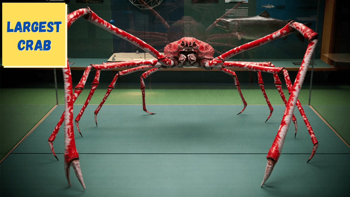 Японский краб паук