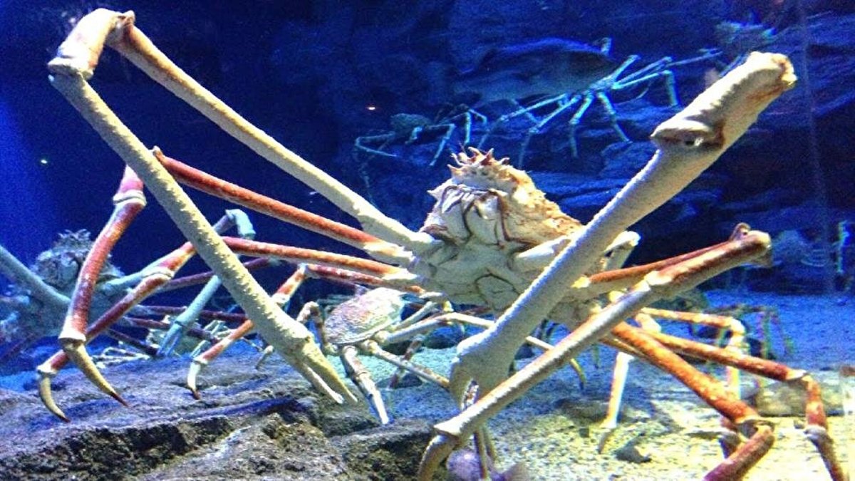 Настенные пауки-Крабы