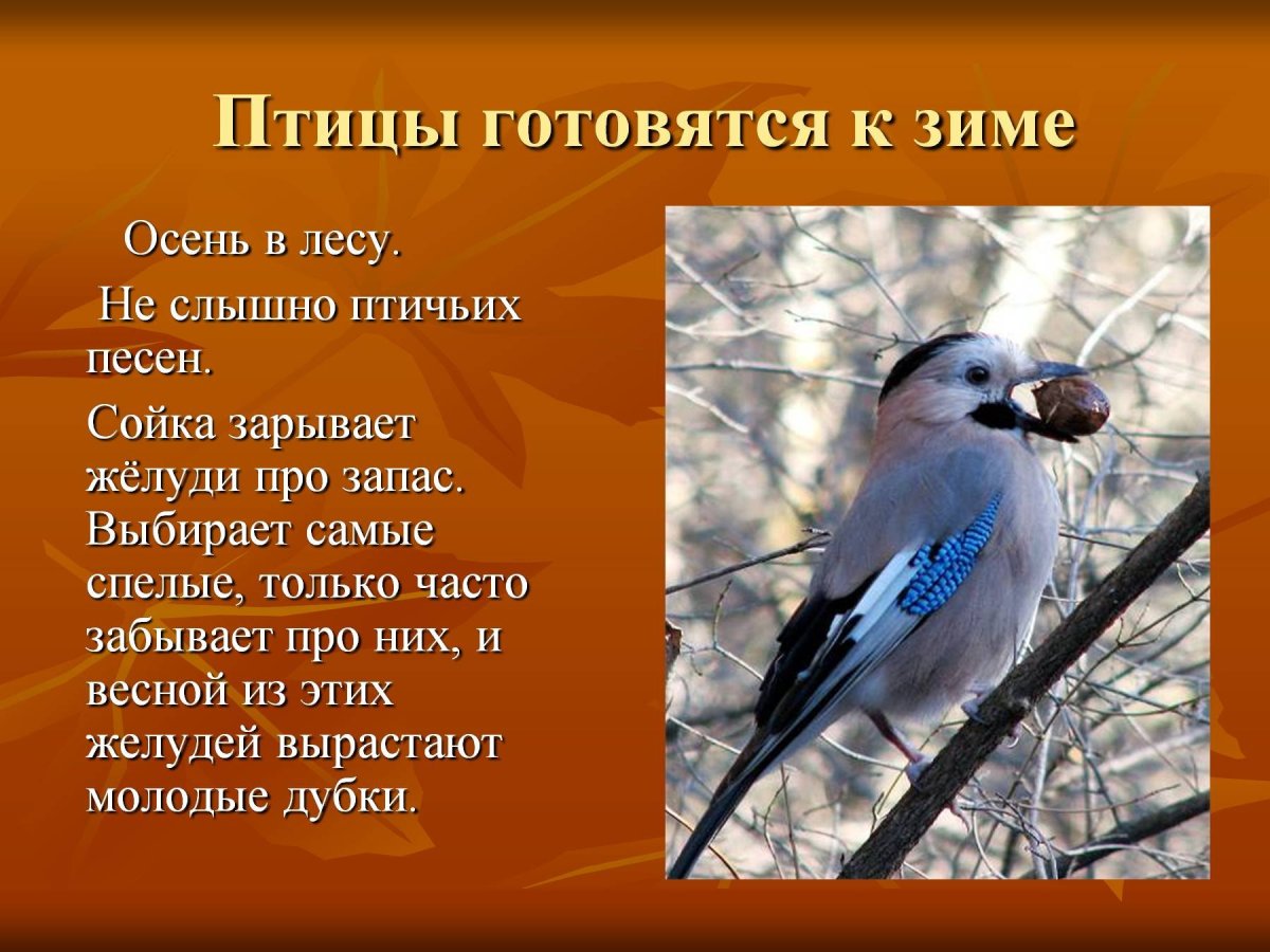 Презентация на тему птицы