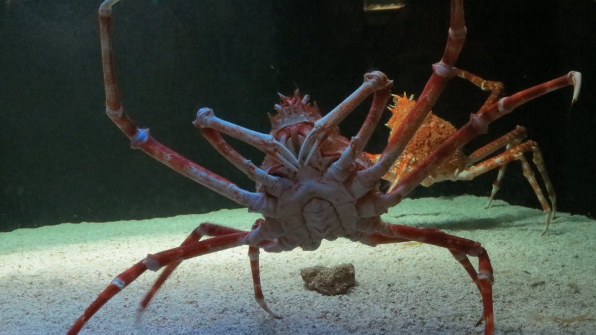 Джапанис Спайдер краб