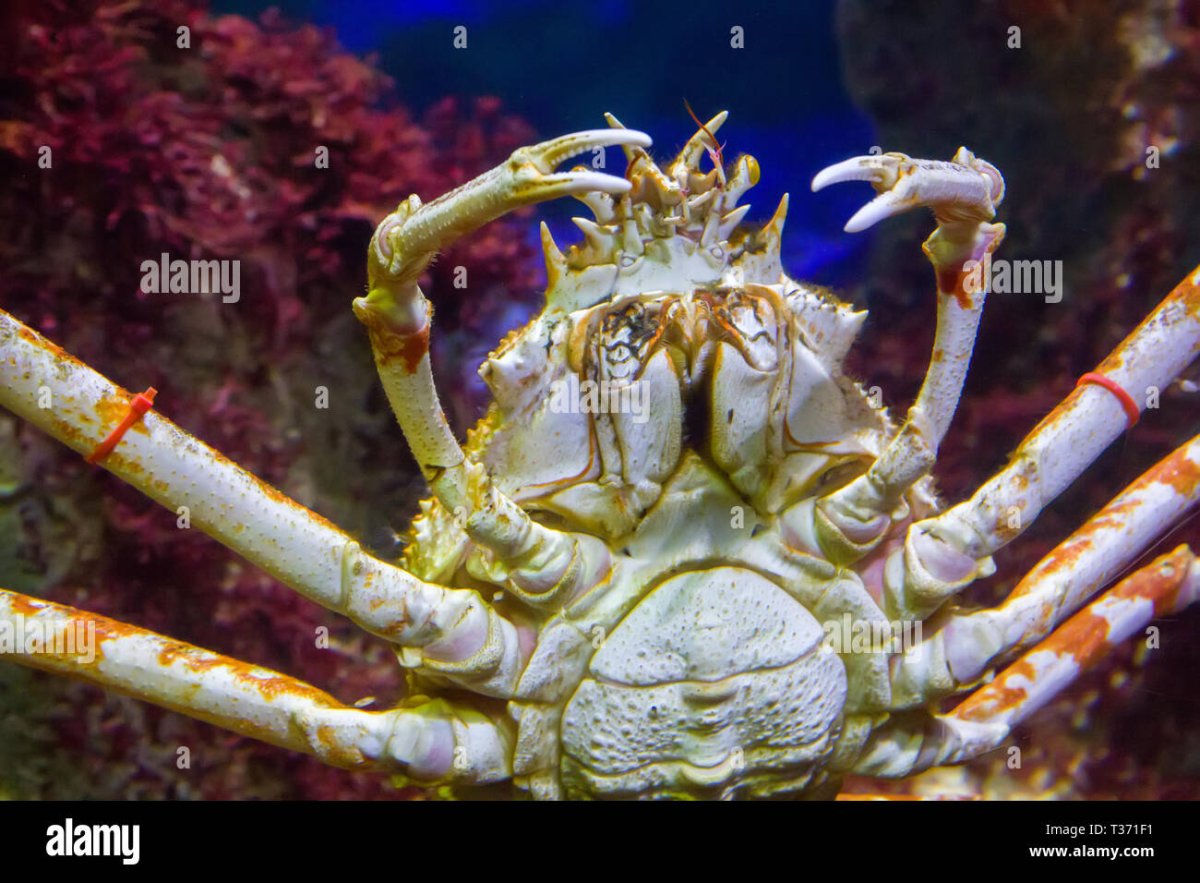 Фиолетовый японский краб