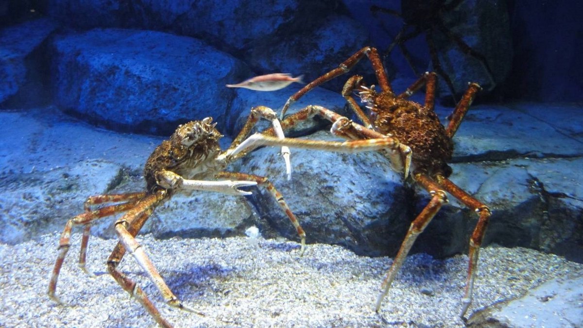 Крабоид Дерюгина