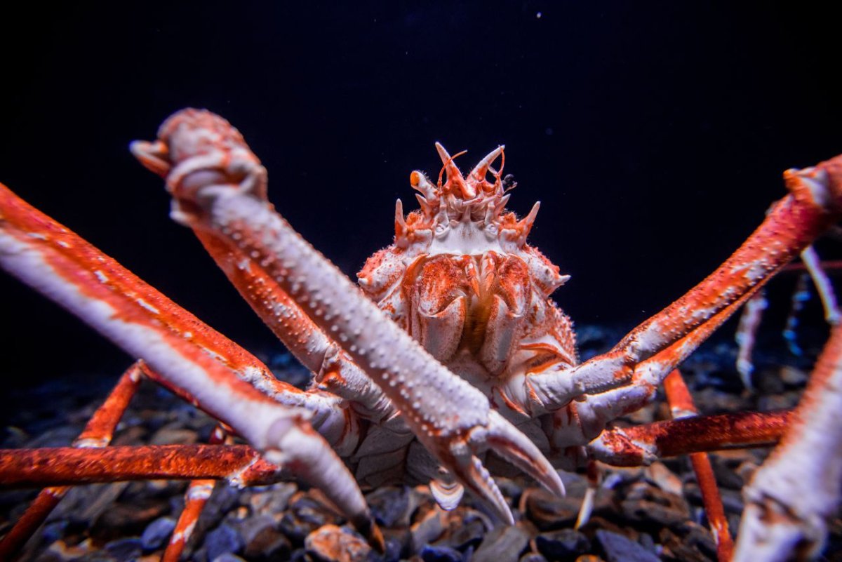 Краб-паук гигантский