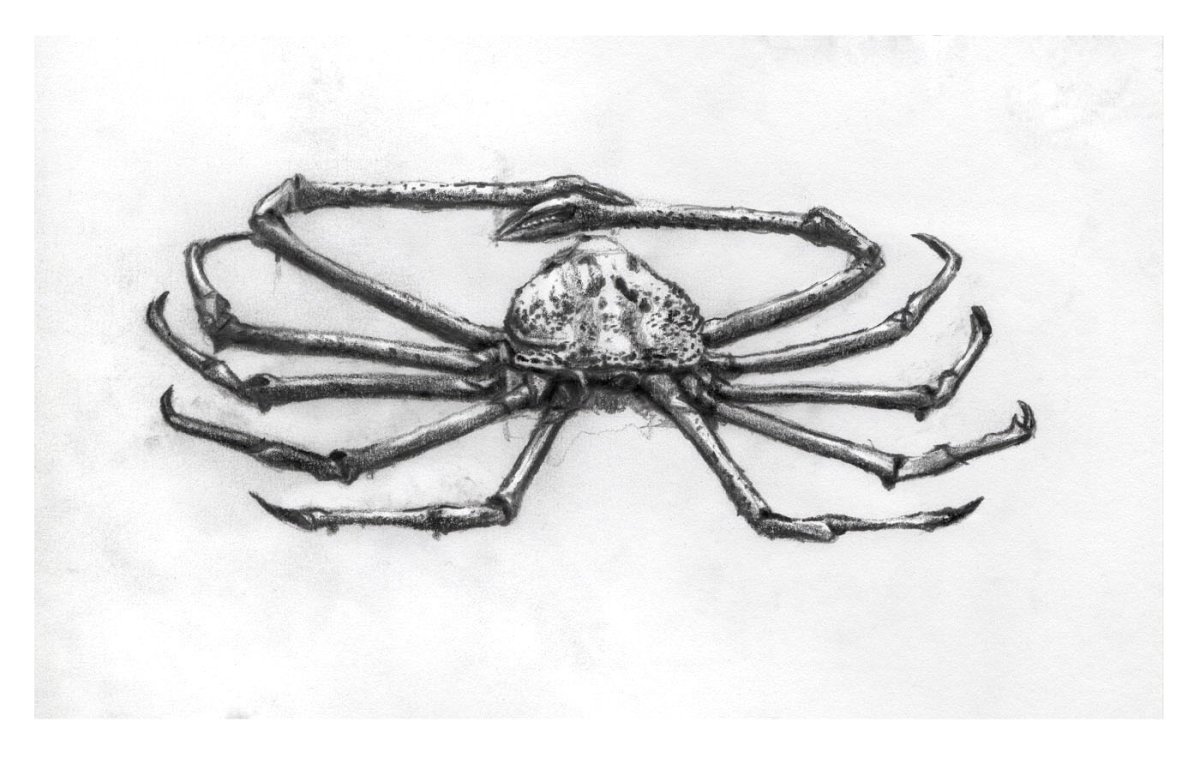 Самое большое членистоногое