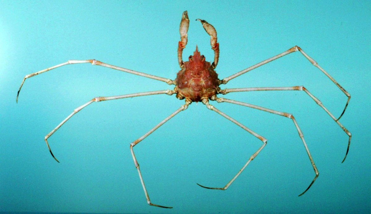 Дандженесский краб Энимал Кроссинг