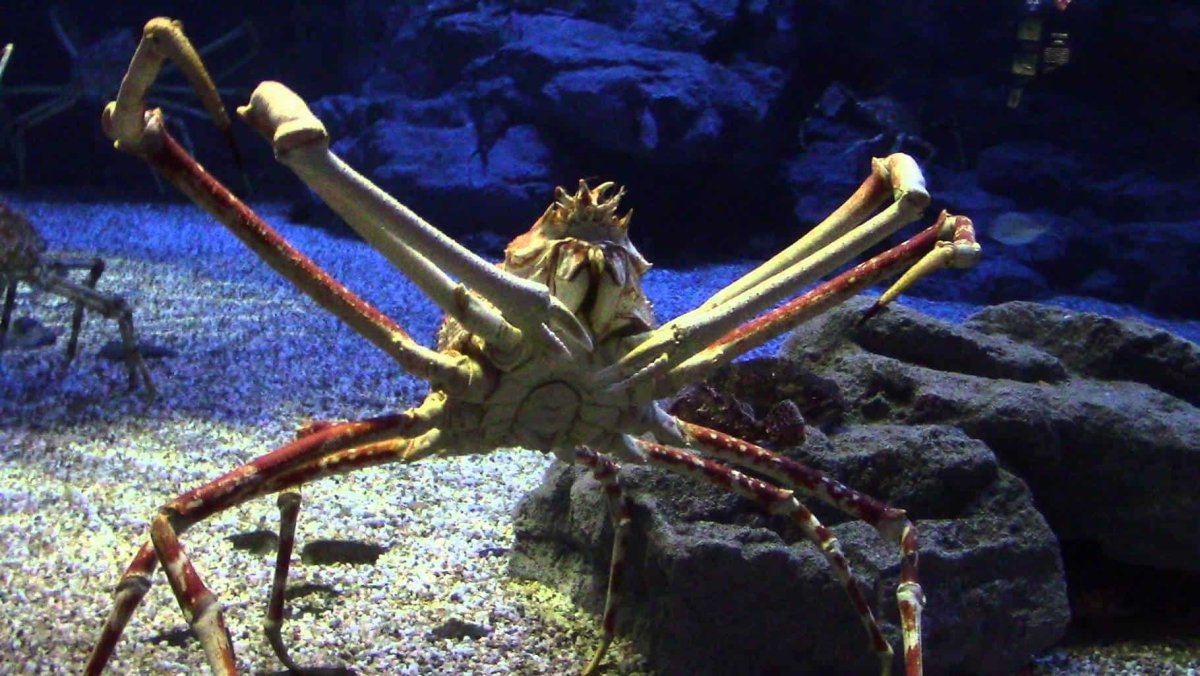 Японский краб макрохейра