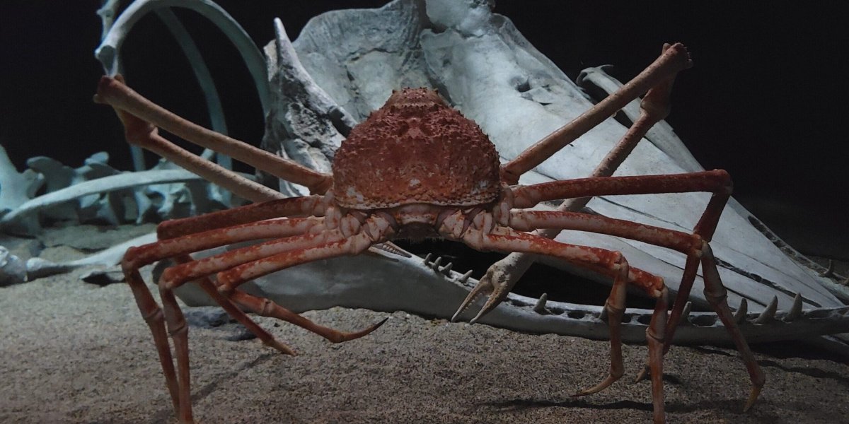 Японский краб-паук на глубине