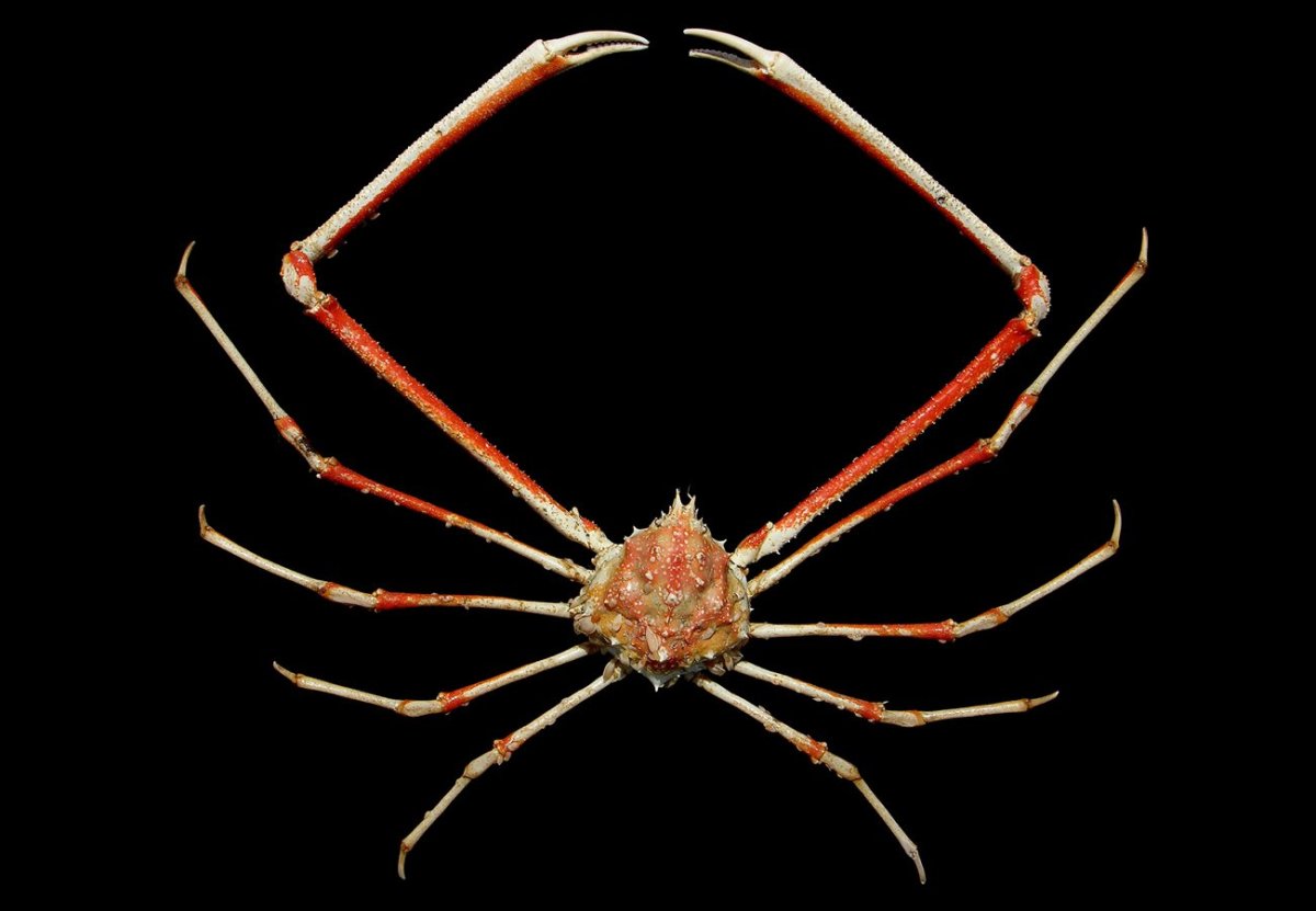 Краб паук на белом фоне