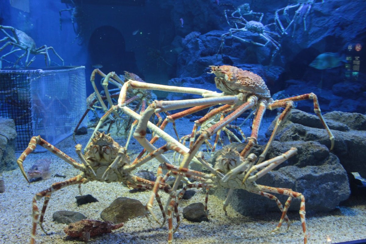 Японский краб-паук арт