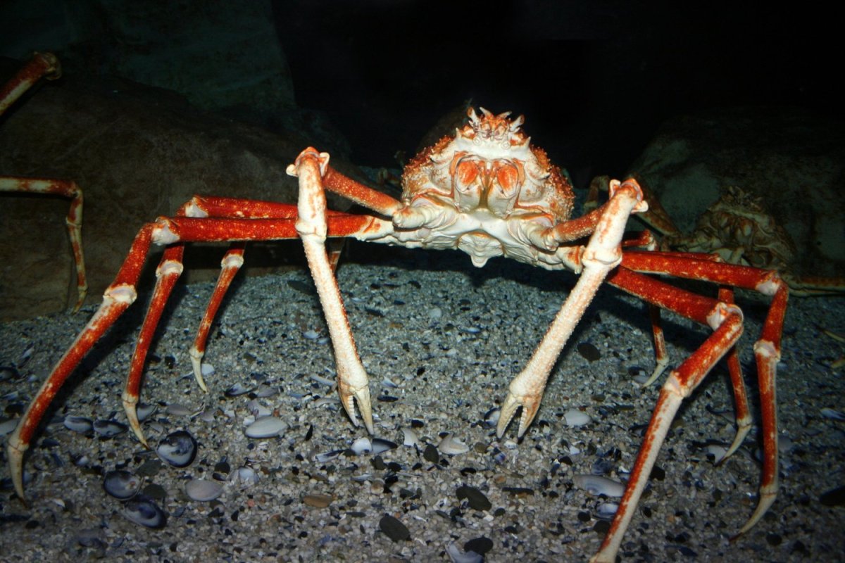 Камчатский краб паук