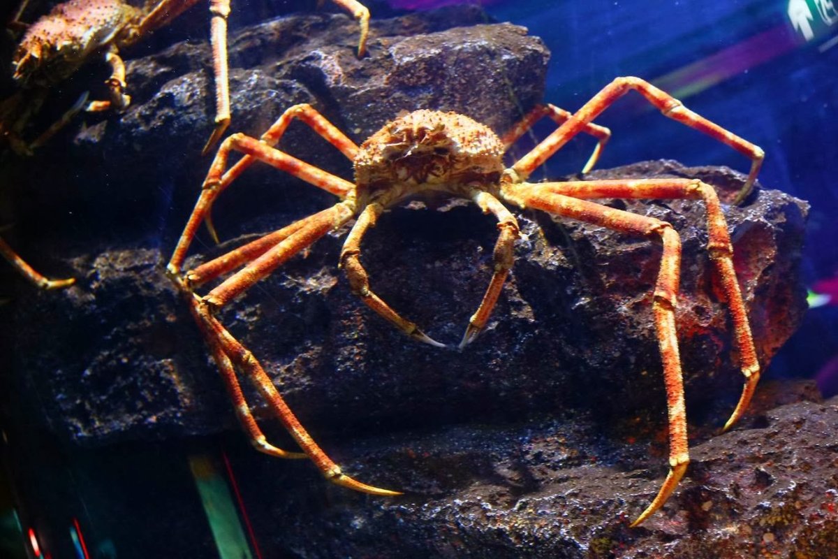 Японский краб паук