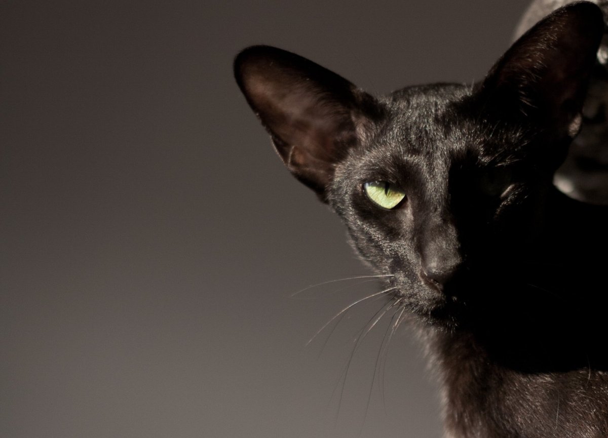 Ориентальная кошка пантера