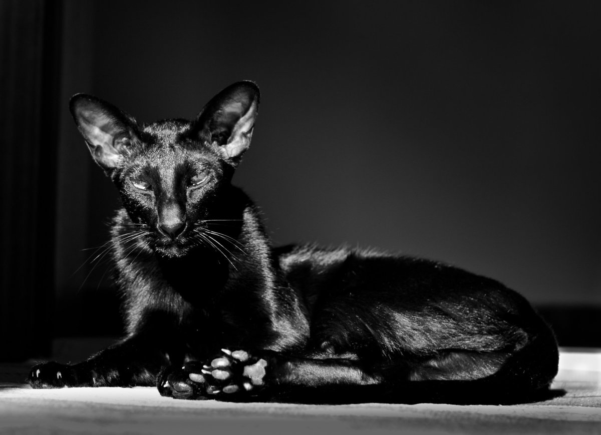 Кот Ориентал