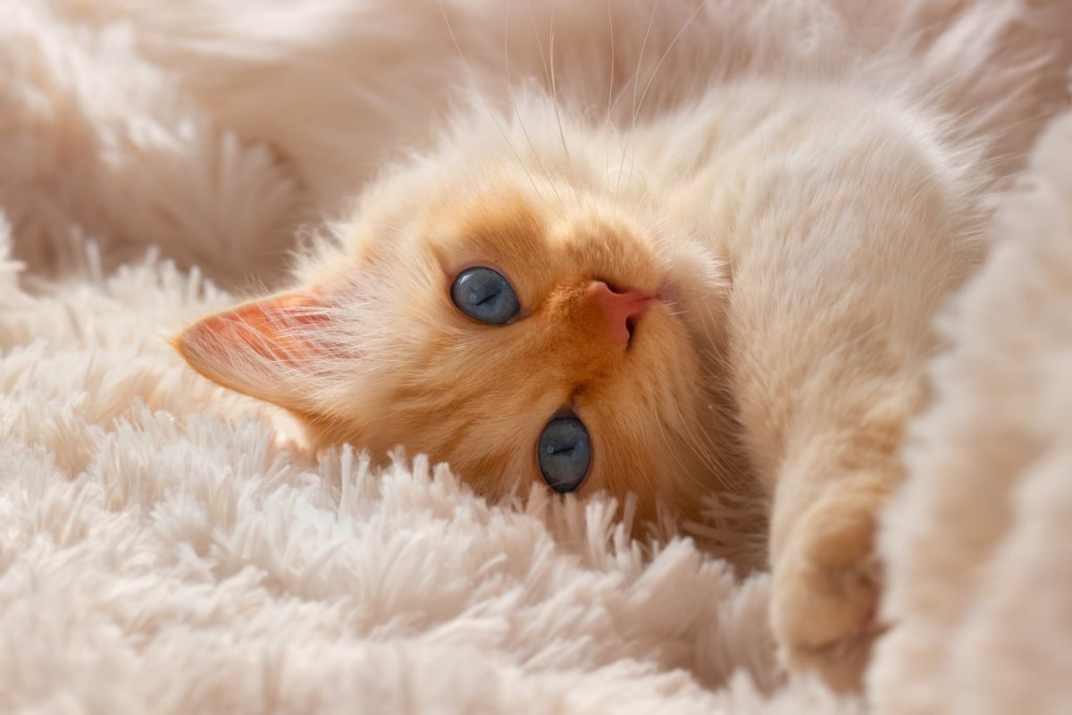 Нежные котята