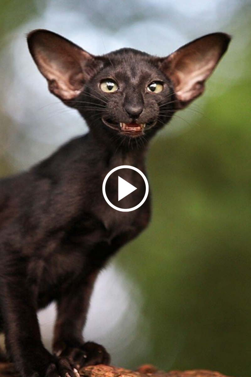 Коты ориенталы