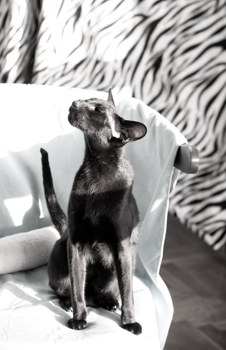 Ориентальная короткошерстная