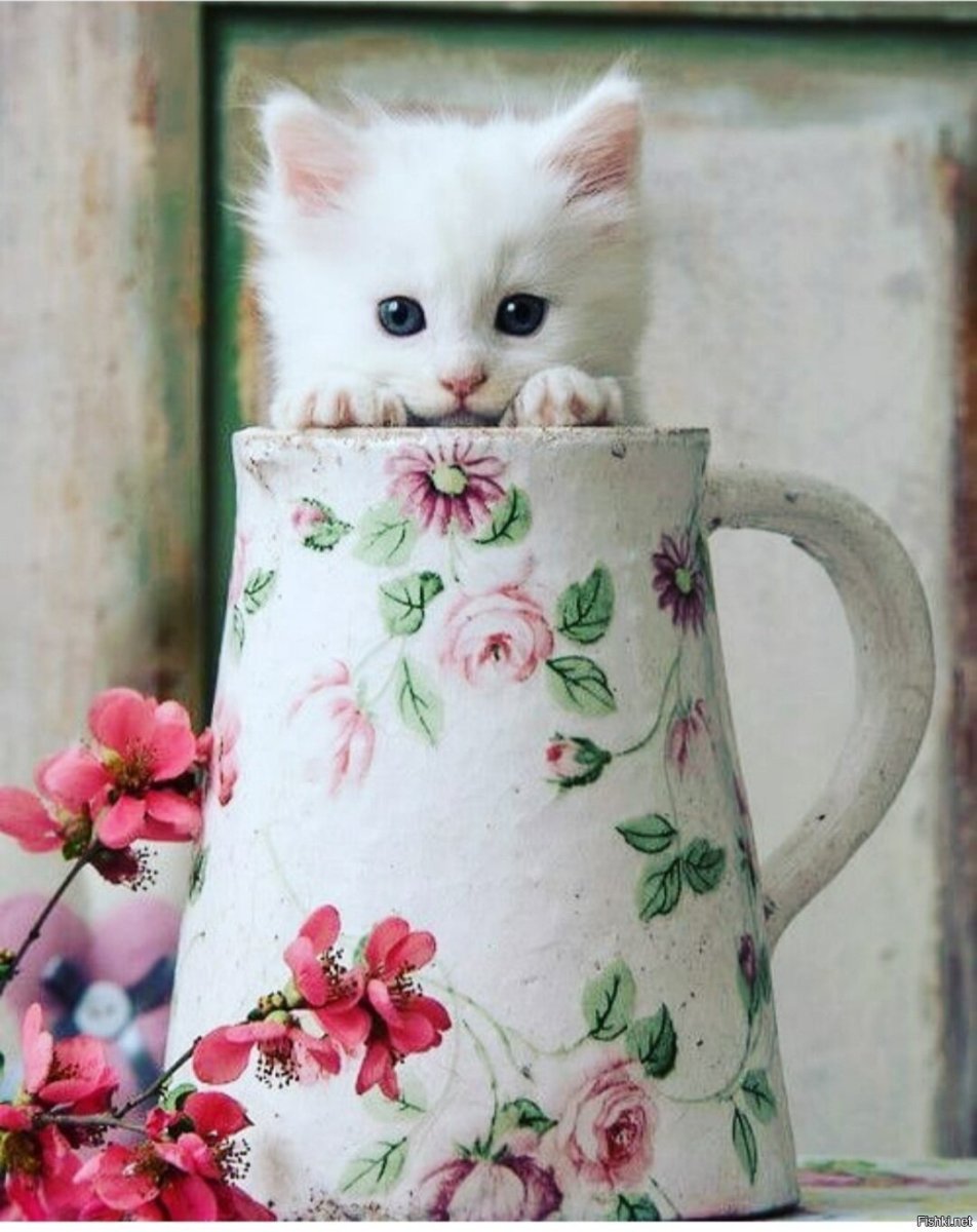 Нежные котики