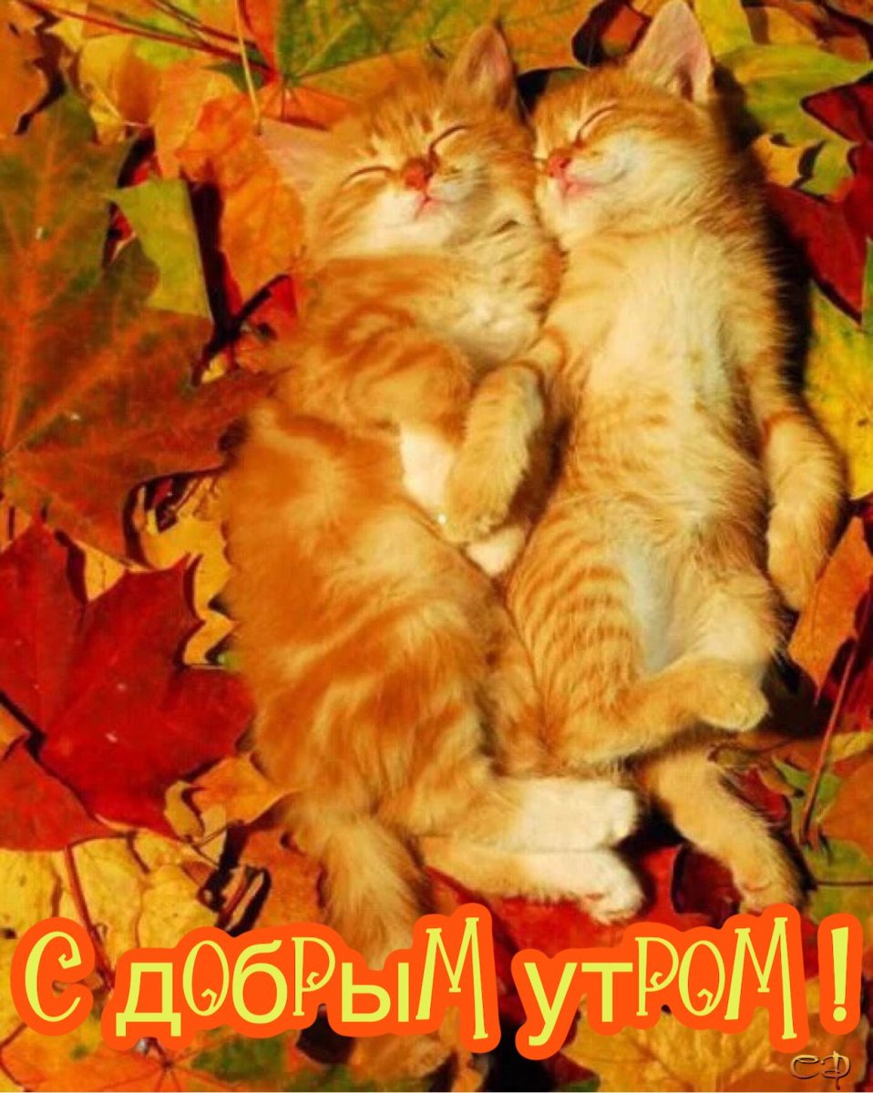 Котята осень