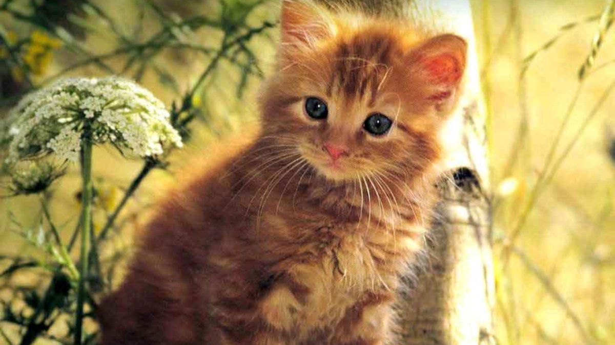 С добрым утром котики