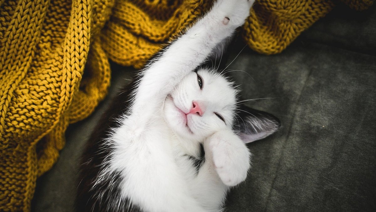 Котик проснулся