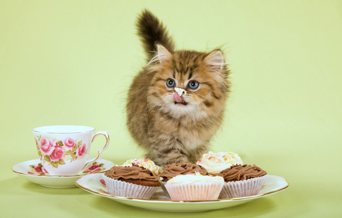 Котята завтракают