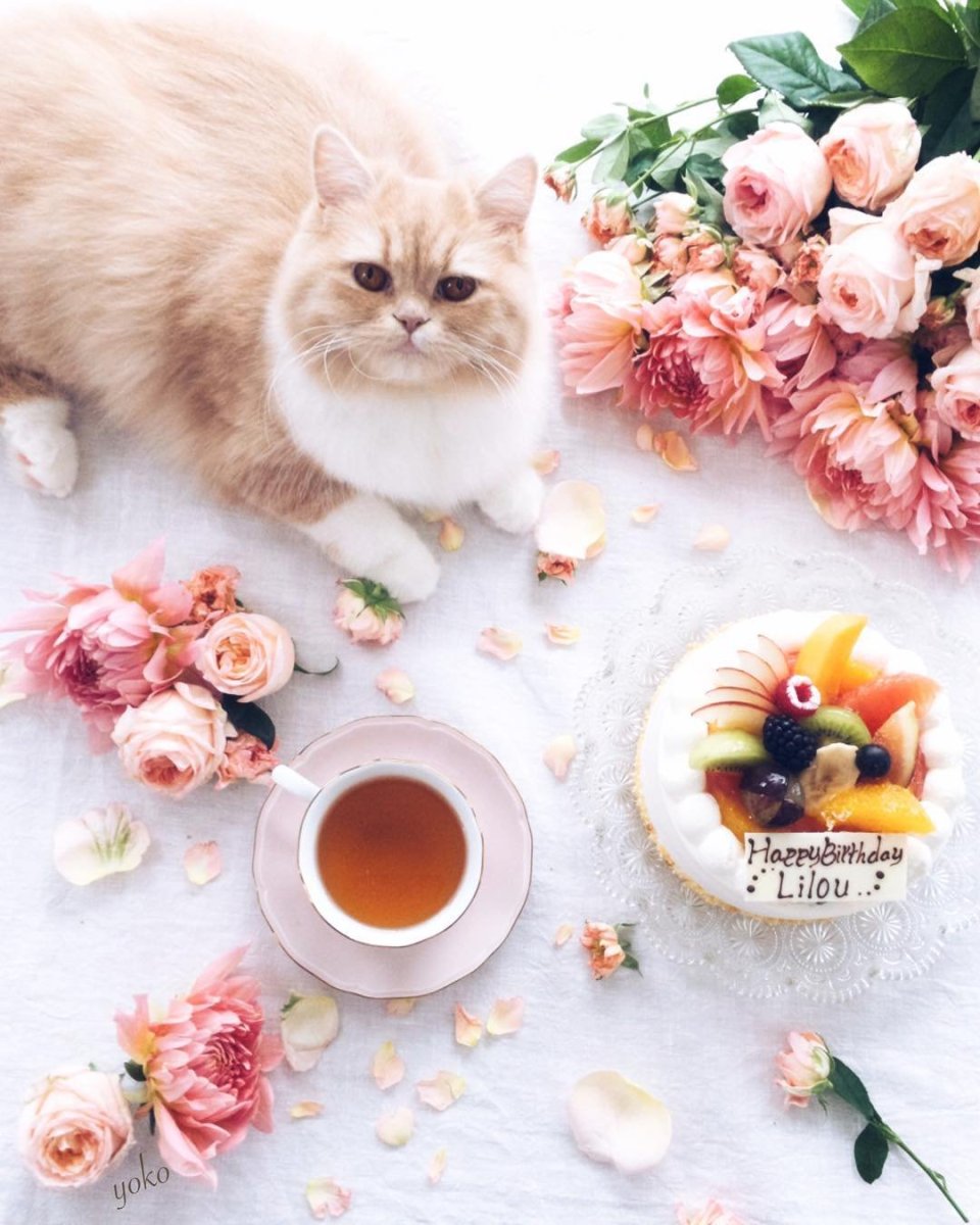 Доброе утро с кошками