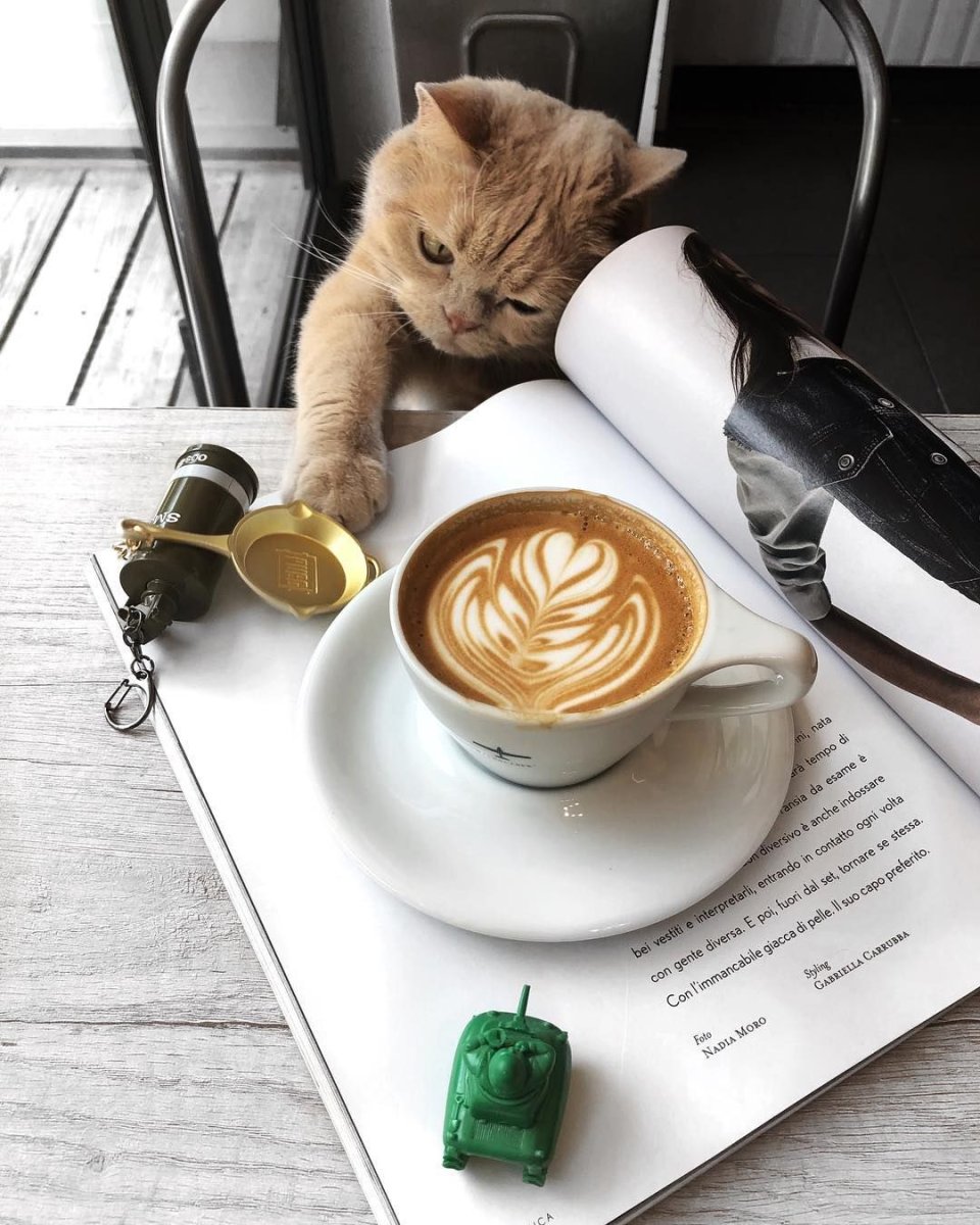 Кот с чашкой кофе