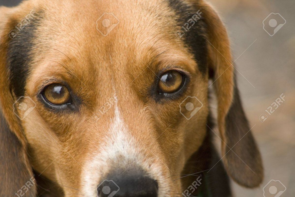 Собака с добрыми глазами