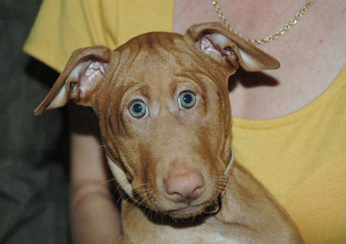 Косоглазая собака