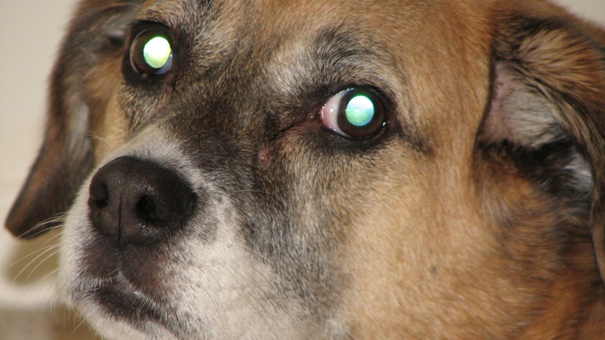 Глаза собаки
