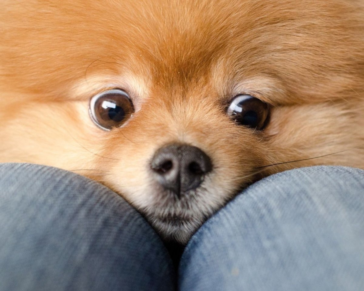 Коты гетерохромия