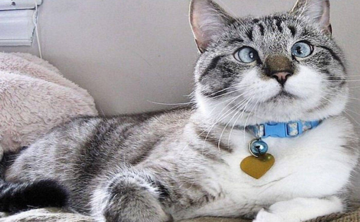 Косоглазый кот Спанглс