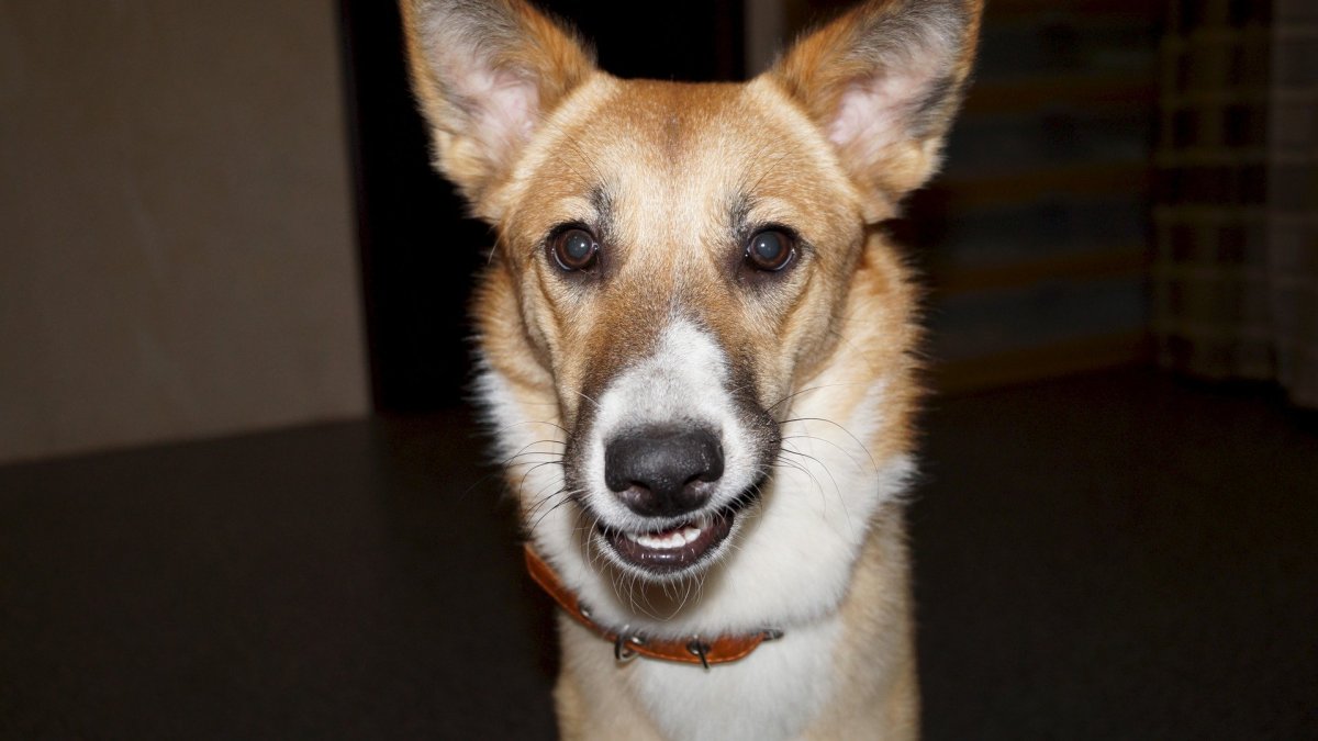 Сиамский кот метис