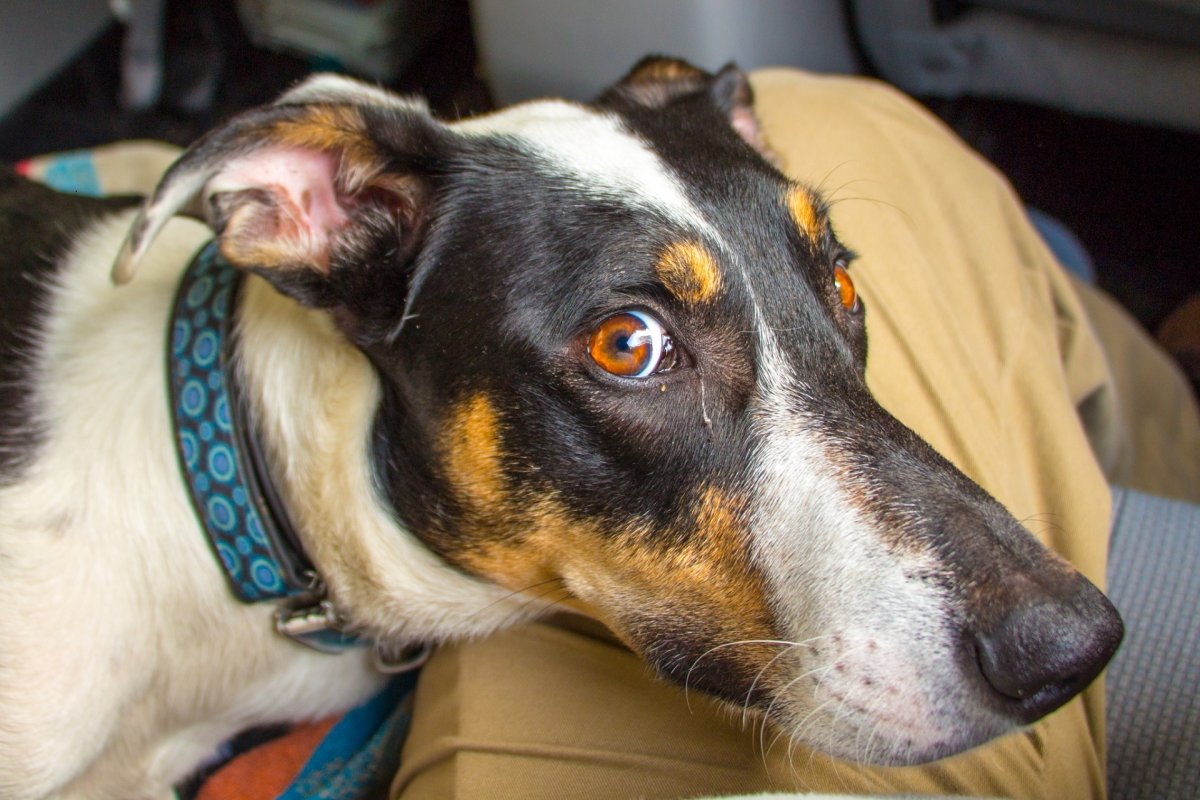 Косоглазие у собак фото